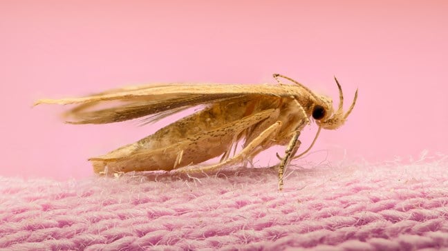 Will Dry Cleaning Kill Moths